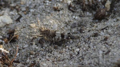 Réf. 201 019 : Oedipoda sp.